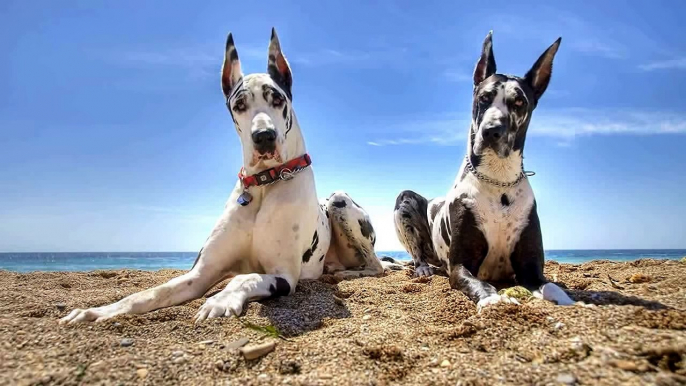 Top 10 Amazing Facts About Great Dane Dog great dane puppies