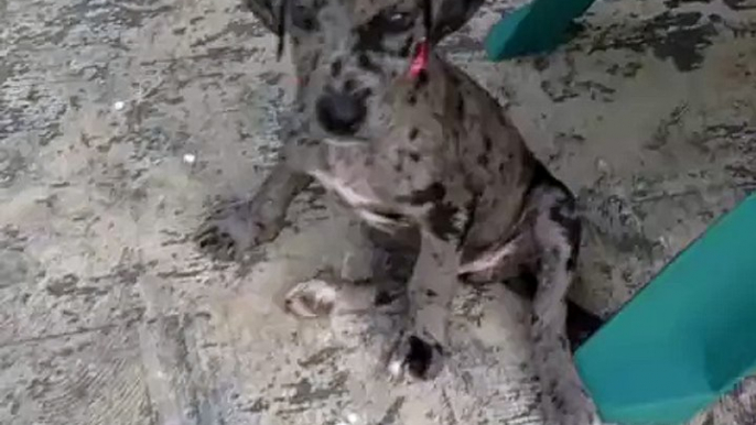 A puppy blends in with the floor...