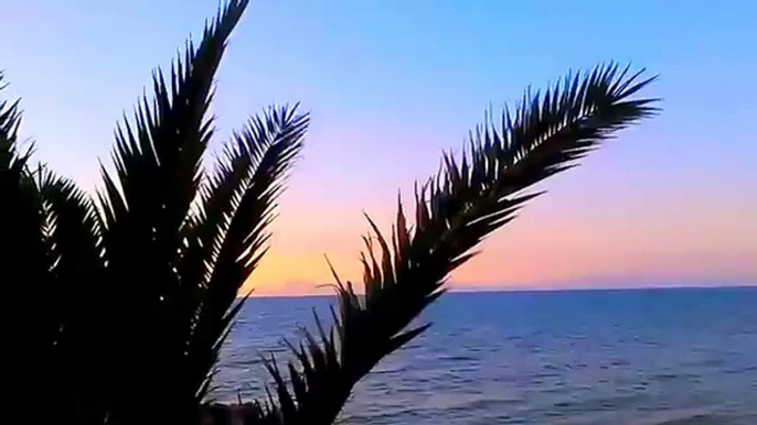 Palm In Rhodes Greece | Пальма на Родосе Греция