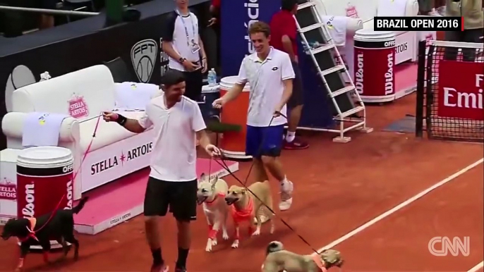 Des chiens de refuges font les ramasseurs de balles à l'Open de Tennis de Sao Paulo