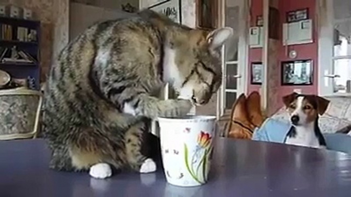 Ce chat boit dans sa tasse et nargue le pauvre chien qui le regarde