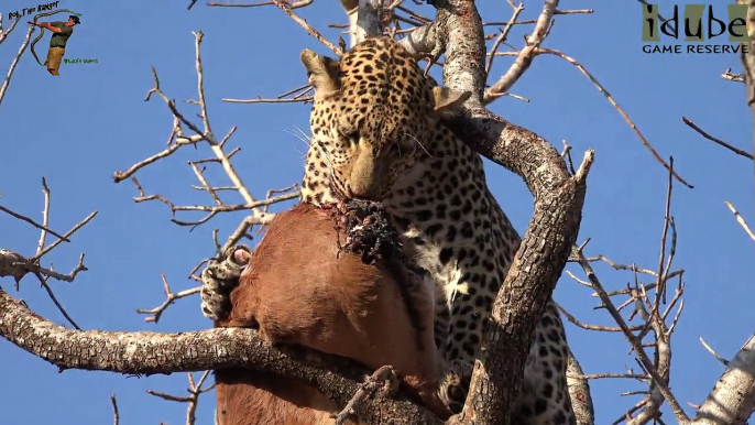 Leopards Join Up At Impala Kill (Torchwood Male, Scotia Female and Ravenscourt Male)