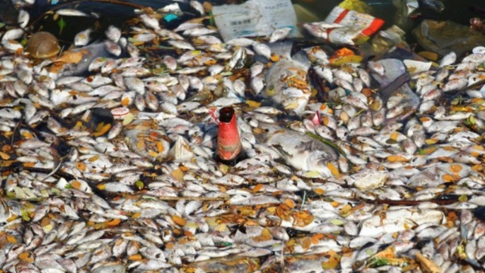 Inde: des milliers de poissons morts dans un lac