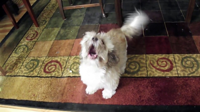 Cody, the Screaming Dog