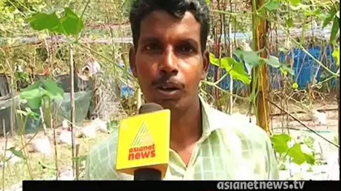 Winter Vegetables ready to harvest in Kanjikkuzhy Alappuzha