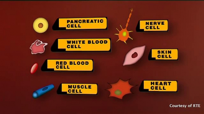 What are stem cells How can they be used for medical benefit