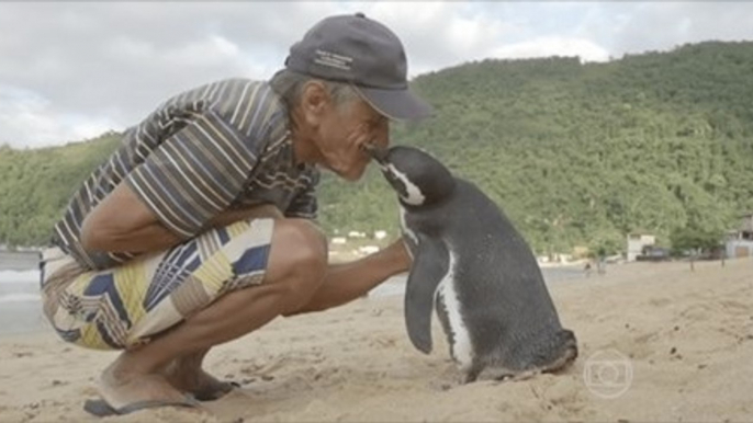 Penguin Travels 5,000 Miles Every Year To Visit The Human That Saved His Life