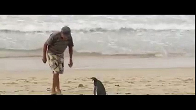 Loyal penguin travels thousands of miles to meet his rescuer