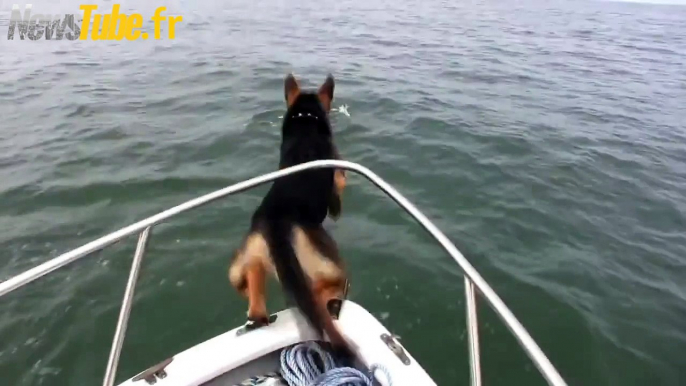 Ce berger allemand juste vraiment veut nager avec des dauphins !