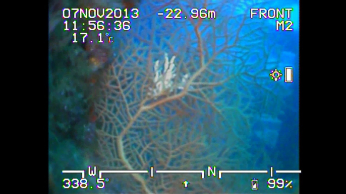 Observation des fonds marins par mini-rov