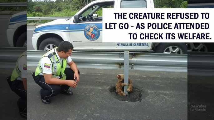 Little sloth rescued in the middle of a highway (perezoso es rescatado)