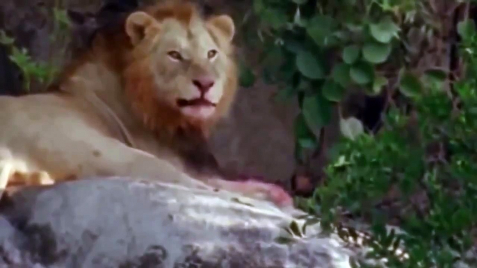 Lion Attack And kill Wild African Animals Compilation Video #HD Lion Hunting