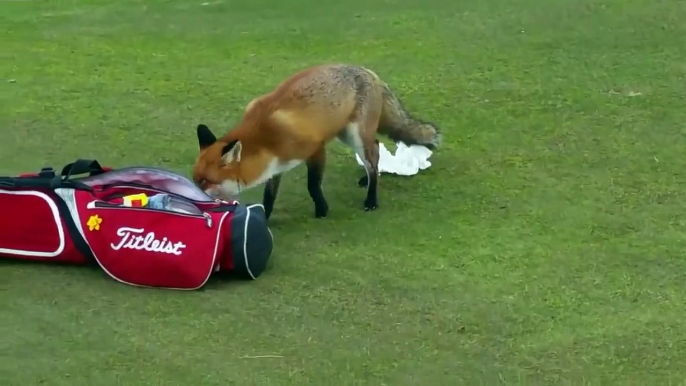 Raposa invade jogo de golfe e rouba carteira de jogador