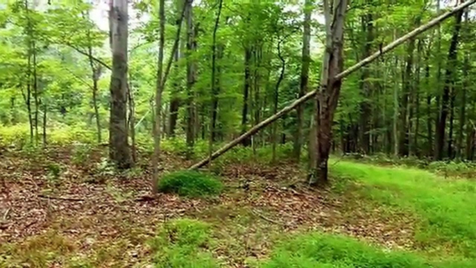 Land For Sale: LOT 26, TWIN LAKES LN  BERKELEY SPRINGS, West Virginia 25411