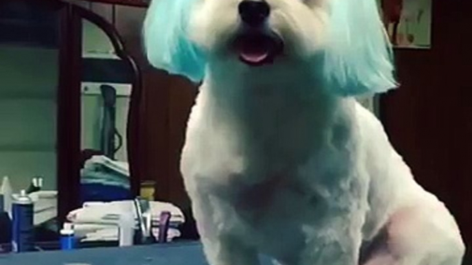 Blue Haired Dog Gets Blow Dryer in Face