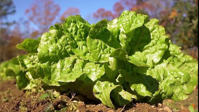 Garden to Table ~ A Feast for the Season