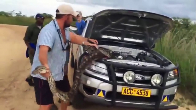 Huge Python hides under Car bonnet