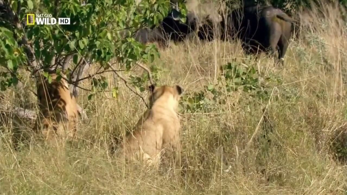 Botswana Lion Wild discovery channel animals National Geographic documentary Animal planet