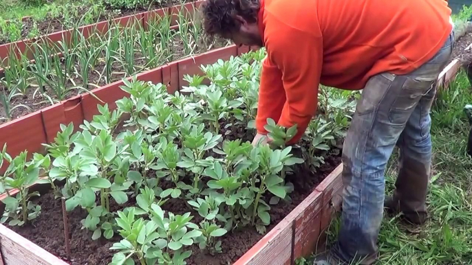 How To Stake Your Broad Beans And Take Care Of Their Growth -- Toni's Organic Vegetable Garden