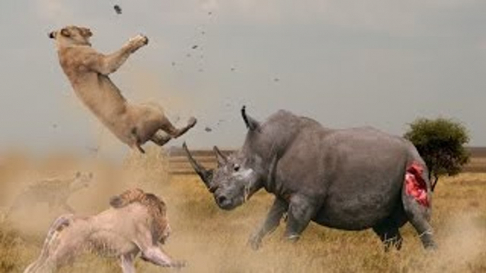 Big Battle Animals Real Fight - Discovery Channel