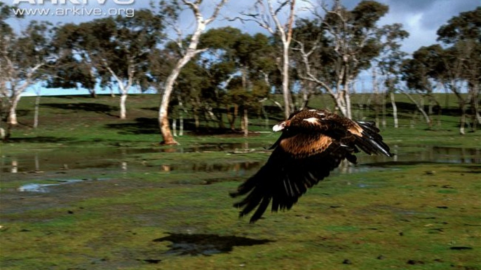 Top 7 Best Eagle Attacks (GRIZZLY,KANGAROO..