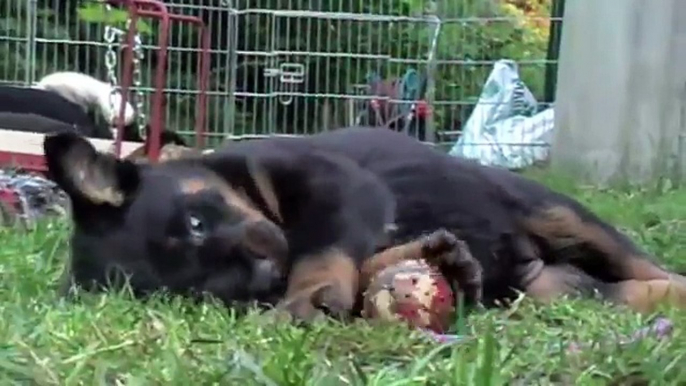 beauceron puppy play