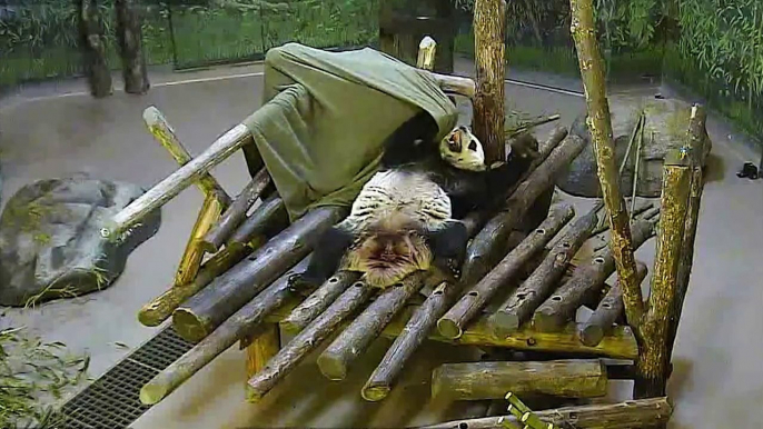 Toronto Zoo Giant Panda Da Mao Plays With Blanket