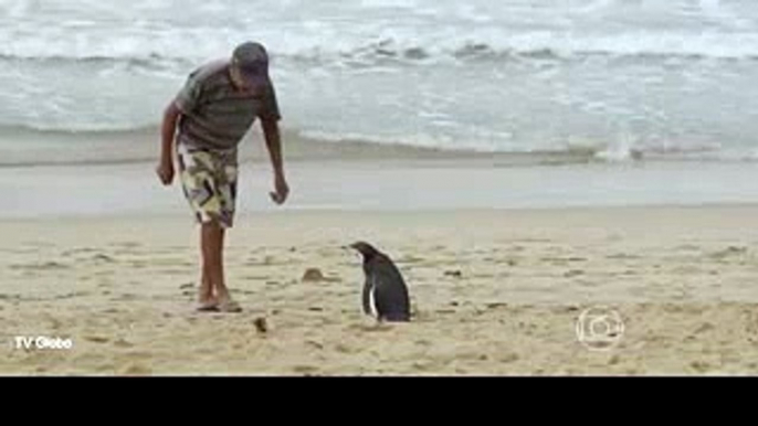 Loyal penguin travels thousands of miles to meet his rescuer