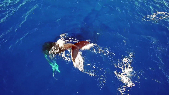 Des baleines filmées du ciel à Hawaii par un Drone !