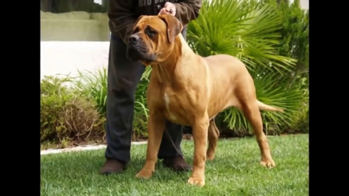 TOP 10 BIGGEST GUARD DOGS  - STRONGEST DOGS IN THE WORLD