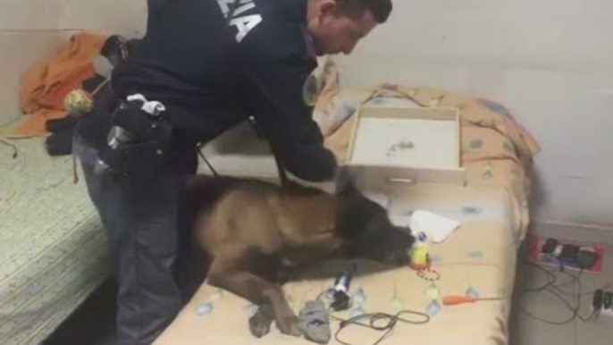Ragusa - Il fiuto del cane-poliziotto fa trovare droga nel centro migranti (25.03.16)