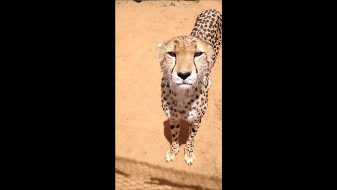 Ce guépard fait de son mieux pour etre menaçant... Trop mignon ce gros chat !