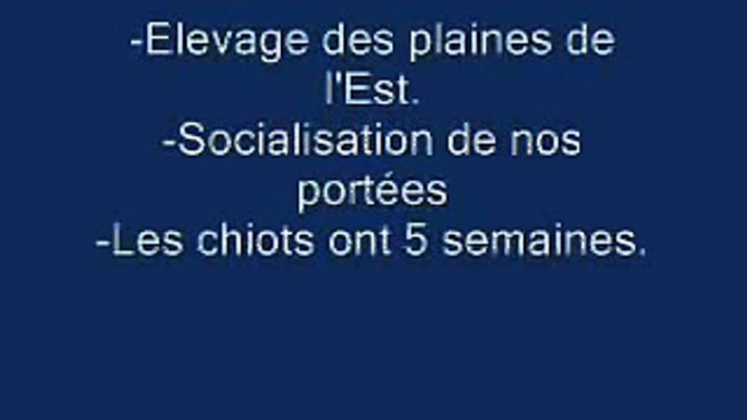 socialisation des chiots chiens-loups tchécoslovaque