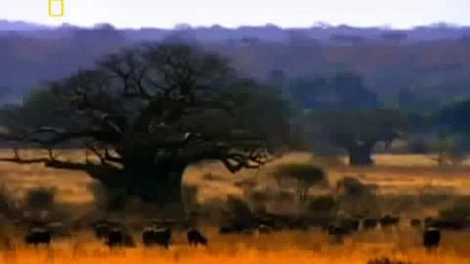 Lion's Fight To The DEATH - Africa's Dry Savannah - Wildlife Documentary