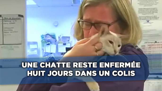 Une chatte reste enfermée huit jours dans un colis