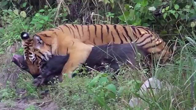 Tiger vs Boar - Wild Animal Attacks Fights to Death Videos