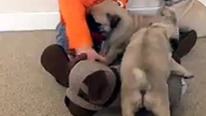 Baby Plays With Pug Puppies