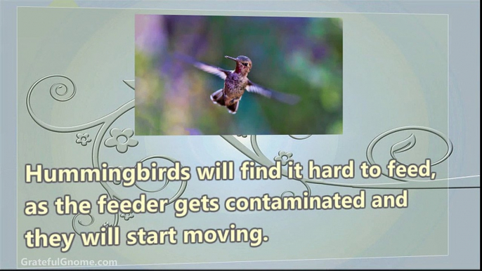 How to Keep Bees off Hummingbird Feeders