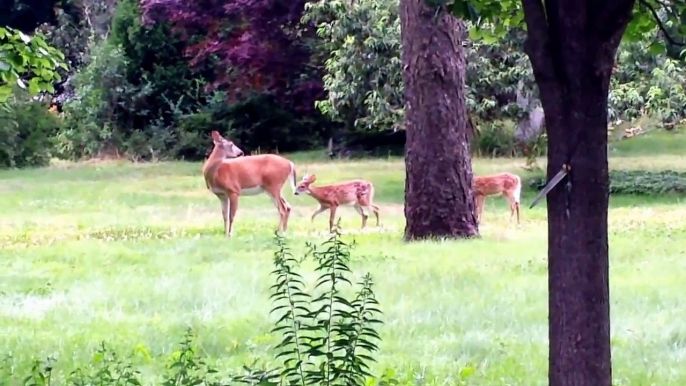A doe and two fawns in Rye Beach