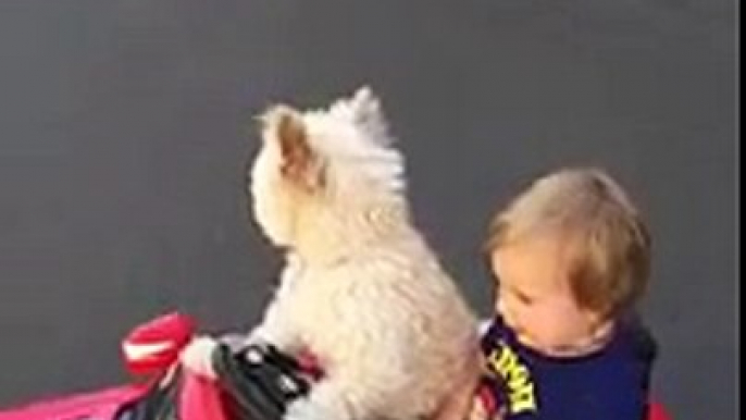 Riprende il suo bambino nella macchinina, ma guardate il cane...