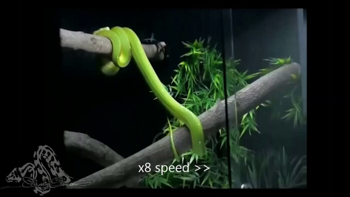 Green Tree Python Cage Setup Cage Morelia Viridis Coil and Yawning
