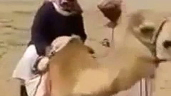 Funny Arab fall from camel 2015 Repost