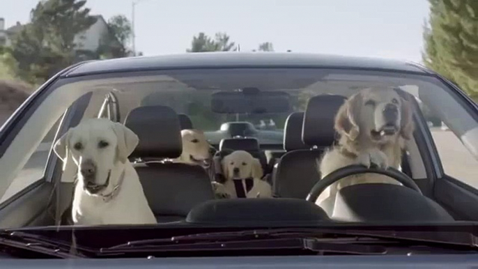 subaru dog commercial What's the Fuss About 2014 BEST FUNNY ANIMALS COMPILATION 2014