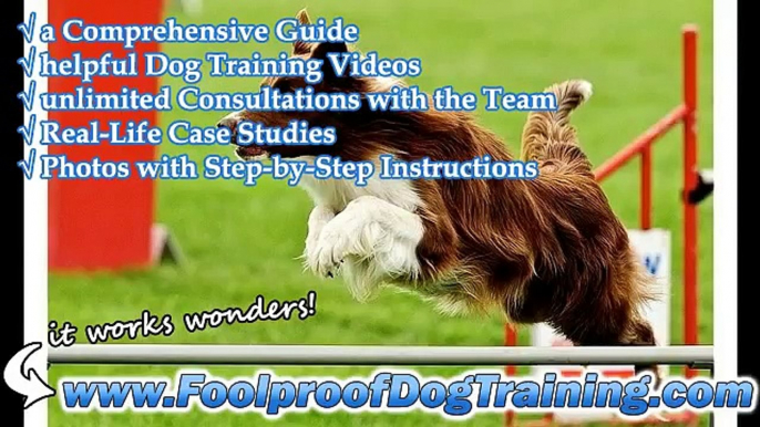Dog Obedience Training In Nh - BEST Dog Training