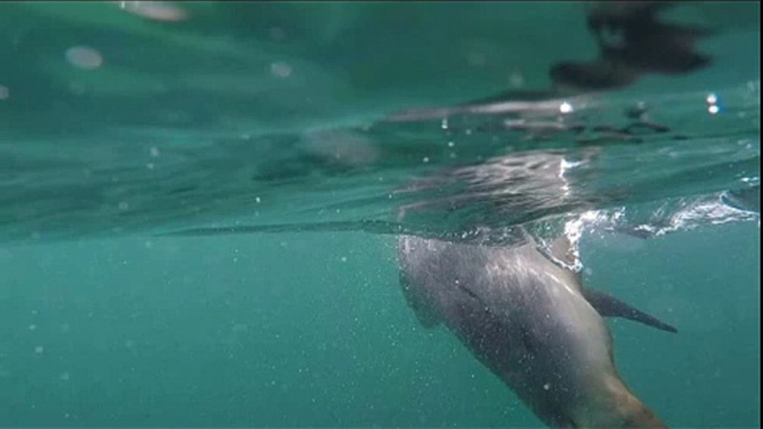 Port Lincoln - Swim with the sea lions