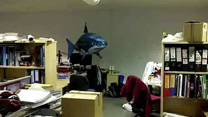 Shark Attack in student room