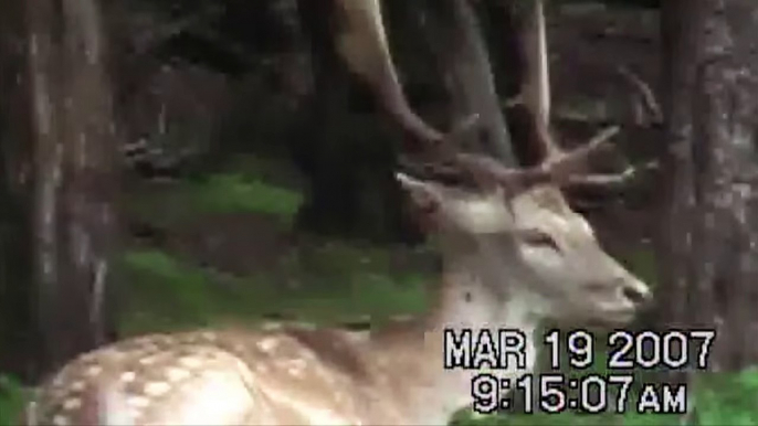 Deer at Petting Zoo Scares Kid - Funny Animals Channel