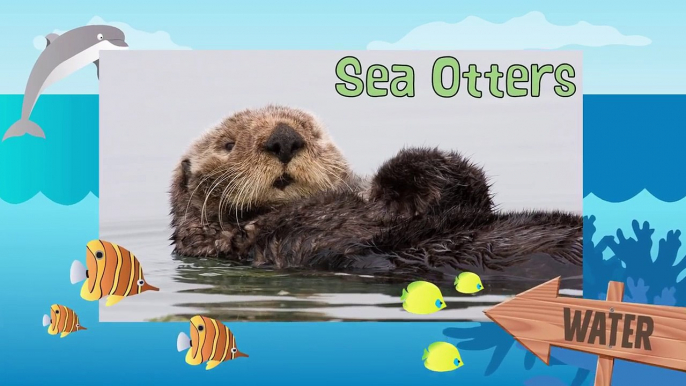 SEA OTTERS | Nutrias de Mar - Animals for children. Kids videos. Kindergarten - Preschool learning