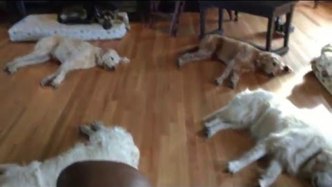 Dogs Exhausted After Easter Weekend 'Pawty'