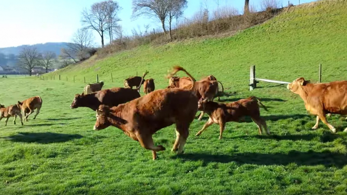 Des vaches folles de joie en retrouvant leurs pâturages font rire Internet